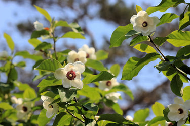 10 OYAMA MAGNOLIA TREE White Pink Flower Pink Pod Sieboldii Siebolds Shrub Seeds